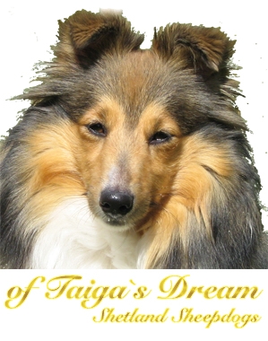 of Taiga's Dream